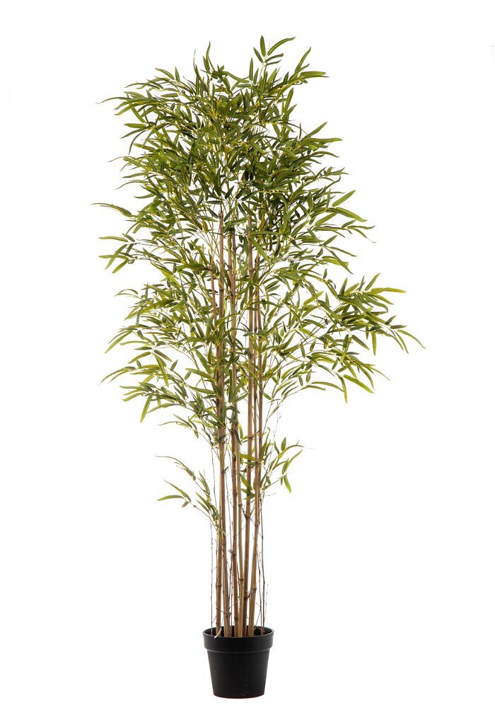 Pianta Bamboo con 2500 foglie in vaso