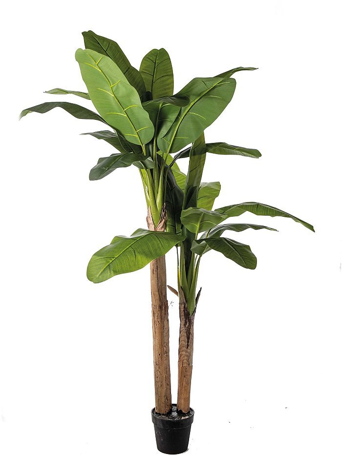 Pianta Banano in vaso con due tronchi