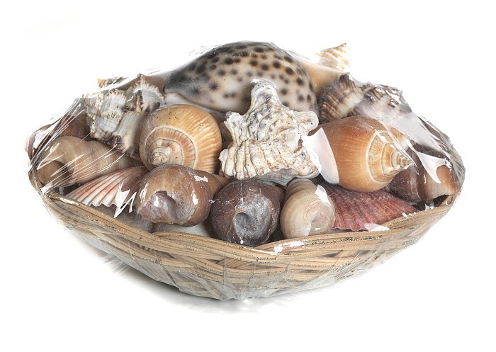 Conchiglie con cestino - assortite in varie misure