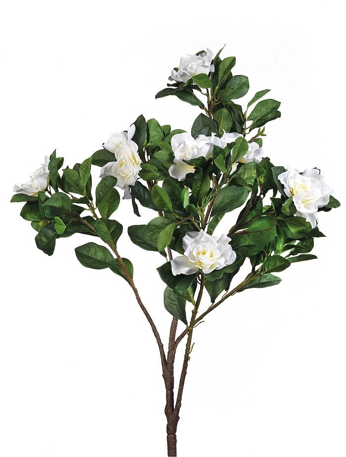 Gardenia bianca con 9 fiori