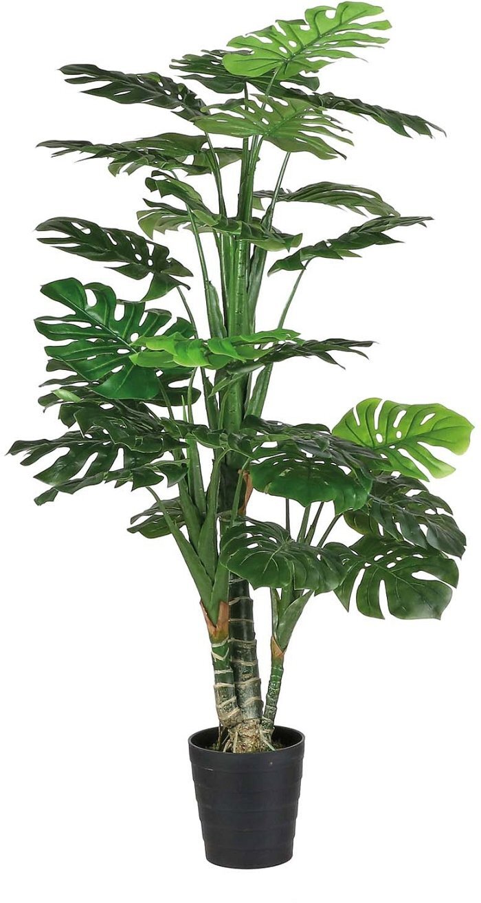 Pianta Monstera in vaso