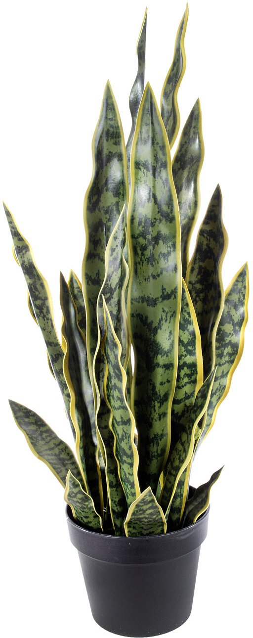 Pianta Sansevieria in vaso