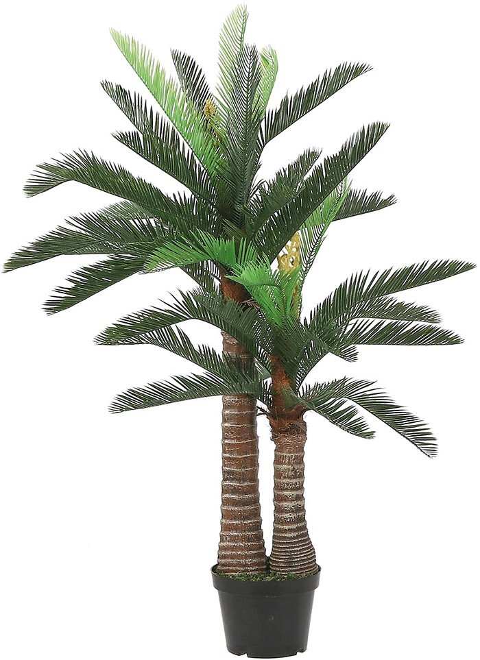Palma Cycas in vaso