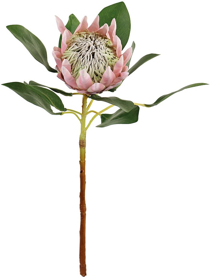 Ramo king protea rosa