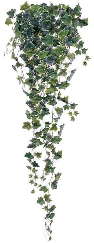 Bush Edera Variegata Pendente